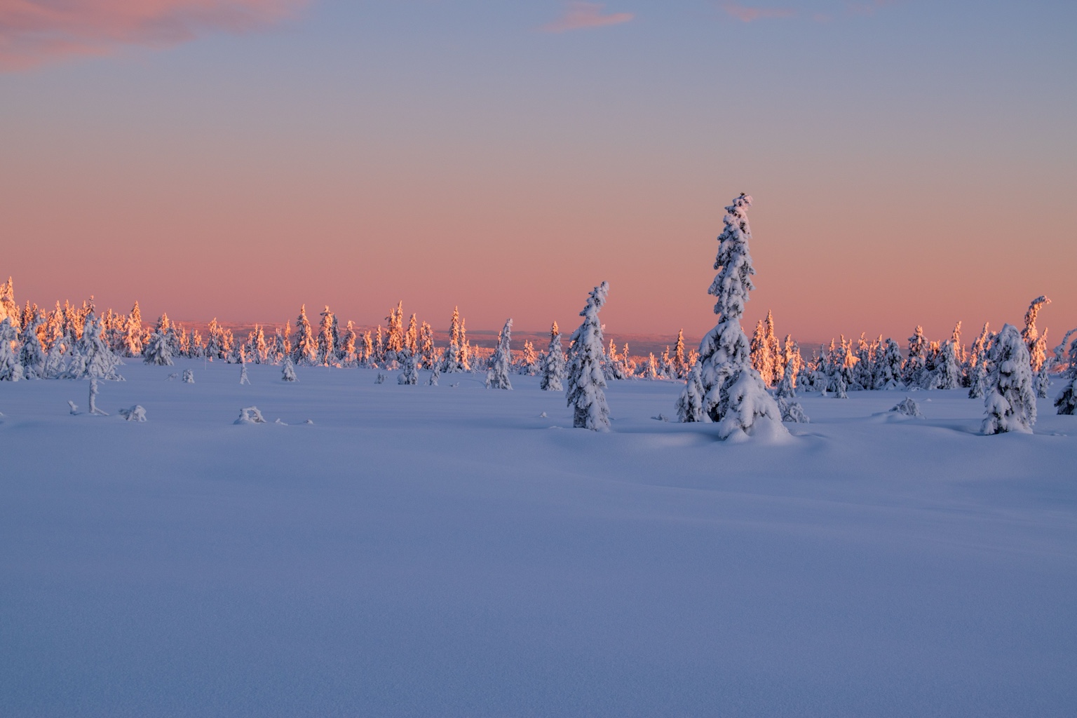 Snow-covered fell and trees under a pink northern sky