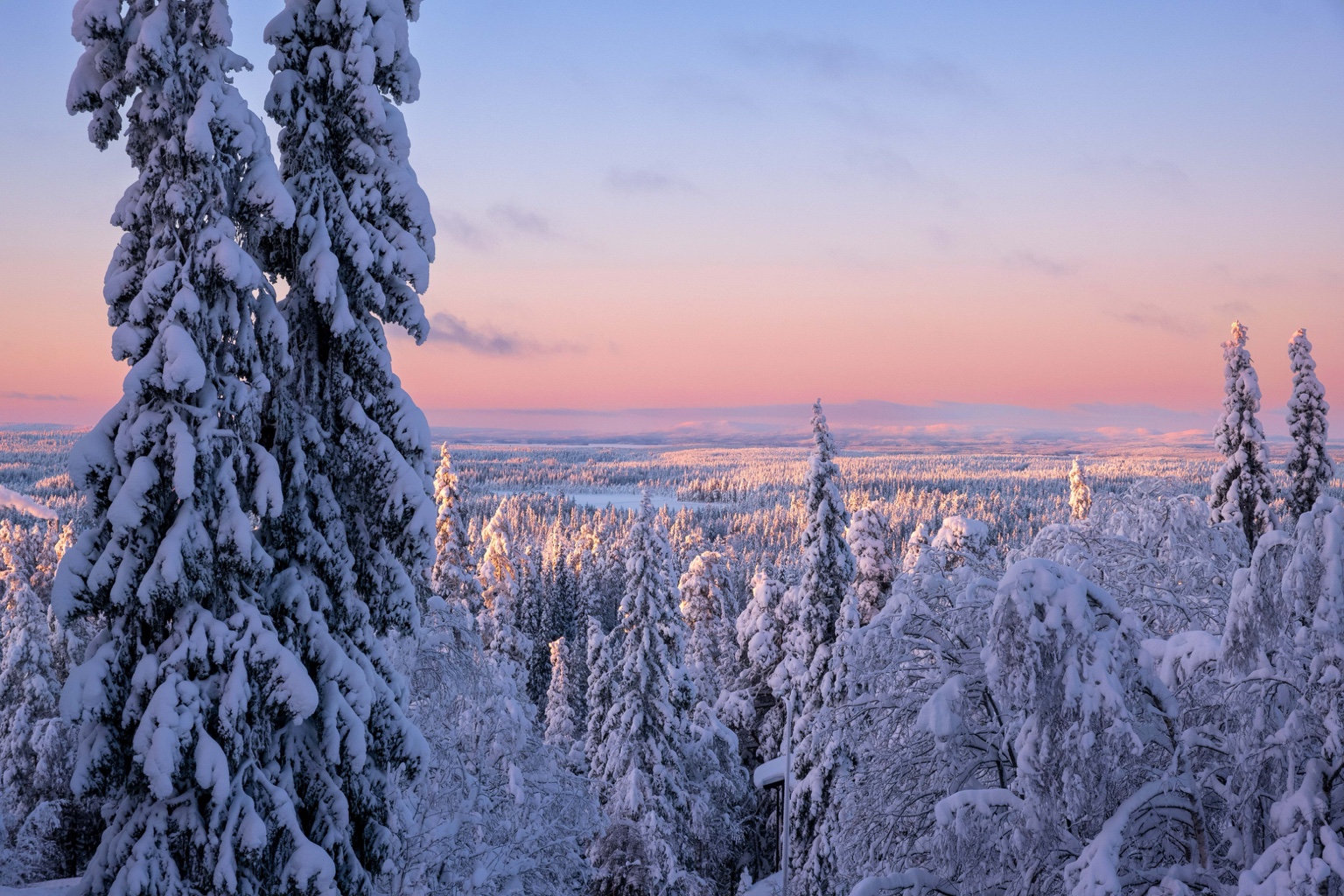 Snowy Lapland forest opening toward a pink winter horizon