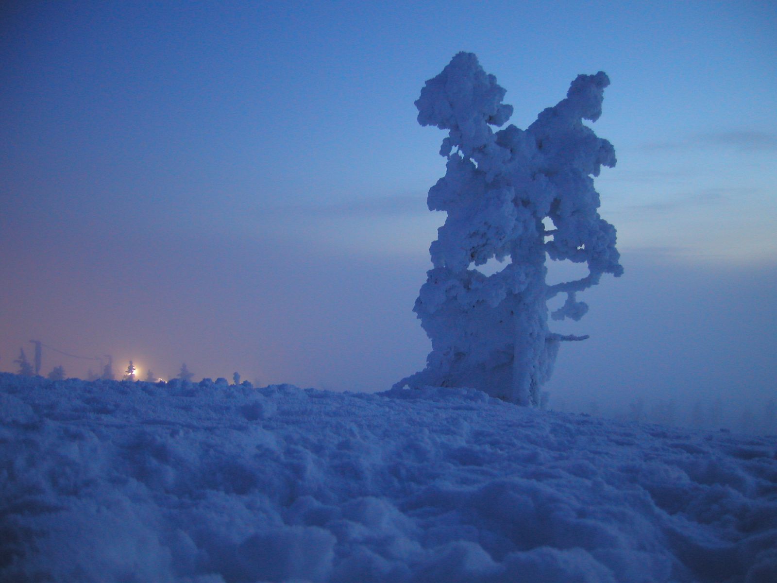 A snow- and ice-covered tree on Kaunispää in Saariselkä during blue winter twilight.
