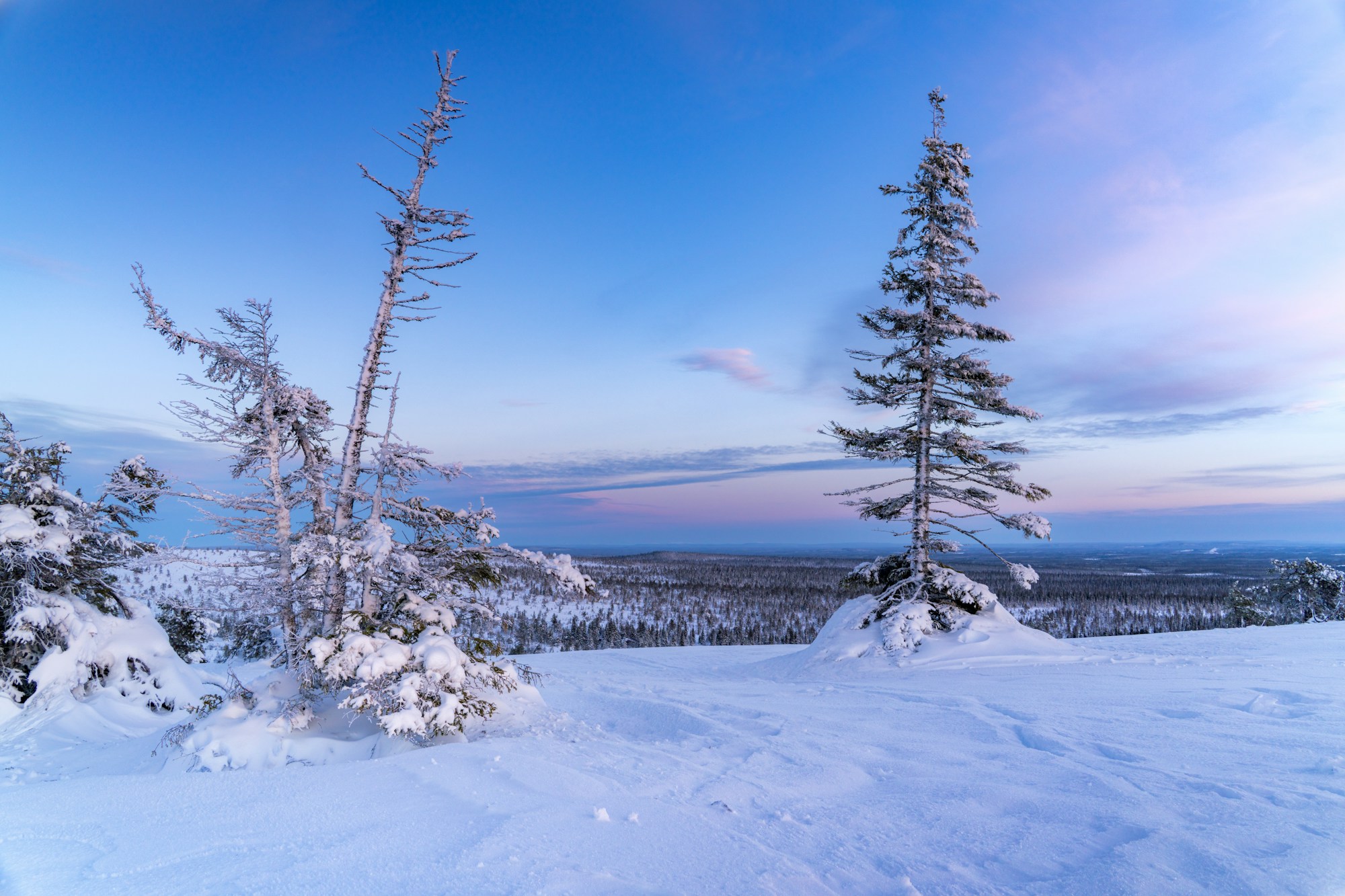 Snow-covered trees and open winter landscape beneath blue and violet dusk at Riisitunturi National Park.